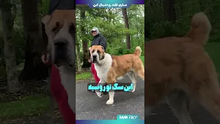 برای نگه داشتن این سگ ها نیاز به مجوزداری 