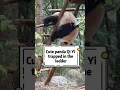 Lagu #Shorts Cute Panda Qi Yi Trapped In The Ladder | Pandagarten