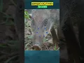 Download Lagu SUARA BABI HUTAN YANG MENAKUTKAN #babihutan #celeng #wildboar #shorts #shortvideo #feed #feeds