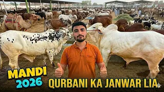 Finally Faisalabad Cow Mandi Pohanch Gaye 😍 | Biggest Qurbani Mandi 2026 🐂🔥