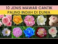 Download Lagu 10 Jenis Bunga Mawar Terindah Di Dunia Untuk Percantik Halaman Rumah Tanaman Hias Varian Terbaru