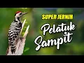 Download Lagu MASTERAN PELATUK SAMPIT ATAU BERAS GACOR PANJANG