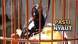 pancingan anis kembang lepas trotol biar bunyi gacor