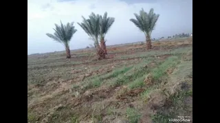 رعد الناصري وشل بيك كامله وابوذيه سواك 