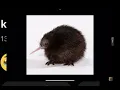 Download Lagu 1 hour kiwi song ( original by irids )