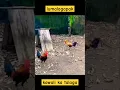 Download Lagu super healthy #rooster