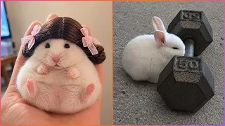 The Funniest Hamsters & Rabbits Videos Ever