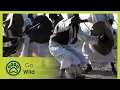 Download Sudan The Nubian Caravans - The Secrets of Nature mp4 3gp mp3 videos - waplic