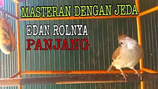 masteran kapas tembak gacor ngerol dengan jeda