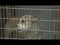 CACC warns of pet drop-offs as daily line keeps getting longer