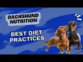 Dachshund Nutrition Best Diet Practices