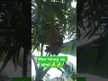 Download Lagu Saging na saba