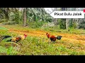 Download Lagu PIKAT AYAM HUTAN BULU JALAK WIDO