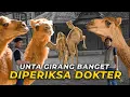 Download Lagu Setelah Diperiksa, Unta Malah Lakukan Ini! Dokternya Sampai Kaget!