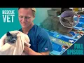 This Grumpy Cat Hated Everyone Until We Found the Real Reason