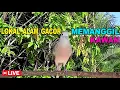 suara burung Perkutut Lokal Gacor paling manjur buat masteran