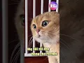 Download Lagu Khi Loài Mèo Biết Nói Tiếng Việt (Phần 5) 😂 #Shorts