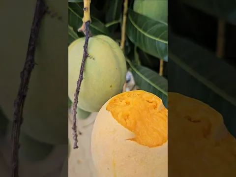 COMO HACER TU PROPIA PLANTA DE MANGO #elhuertoentucasa #fruit #manga #mango