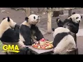 Meet China s beloved celebrity pandas