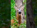 Download Lagu Suara induk rusa memanggil anaknya #rusa #animals #shorts
