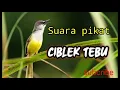 Download Lagu Suara pikat ciblek tebu jitu...