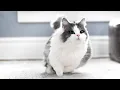 How FAST can munchkin cats run