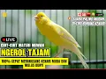 Download Lagu 🛑KICAU BURUNG KENARI GACOR PANJANG Cuit-Cuit Masteran Terbaik Kenari PAUD Nyaut EMOSI Ngerol Tajam