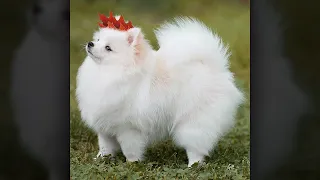 Uwa So Temperate HD Samples Undertale 