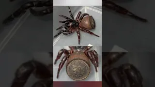 عنكبوت ساعة الرمل الصيني وغير سام ونادر جدا 