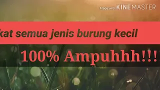 suara pikat semua jenis burcil dijamin ampuh 100 