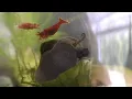 Download Lagu Trapdoor Snails with Shrimp