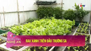 Rau xanh trên đảo Trường Sa