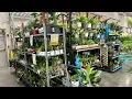 LOWES AFTER NEW YEAR HOUSEPLANT 75 OFF MORE CLEARANCE TOUR BIG BOX PLANTS STARTING FROM 1