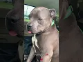 Download Lagu #happy #dog #funnyanimals