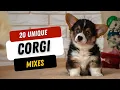 20 Unique Corgi Mix Breeds You ll Love