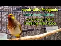 Download Lagu Pancingan cucak Wilis memanggil teman | pancingan rengganis|