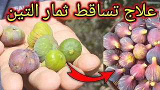 حل مشكلة تساقط ثمار التين نهائيا  وبشكل دائم    دندنها