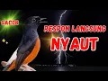 Download Lagu PANCINGAN murai batu gacor AMPUH menaikkan emosi murai batu agar CEPAT BUNYI | MURAI BATU GACOR