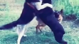 كلاب راعي ألماني ضد روت وايلر 