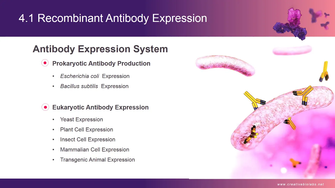 Recombinant Antibody Overview II  — Creative Biolabs
