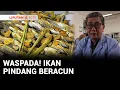 Download Lagu Buser Investigasi: Awas! Ikan Pindang Bandeng Beracun Beredar | Liputan 6