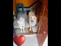 Download Lagu cute dog | Emptiness | song |Tune Mere Jana | song | #shorts #viral #dog #song #tiktok #rintudas7428