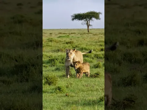 This Lion Mom Raises Some Seriously Strong Cubs 强壮的母狮妈妈 把小狮子养的好壮 #animals 【跟着图尔去旅行】