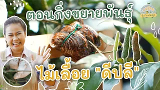 3 ขั้นตอนขยายพันธุ์ไม้เลื้อย ดีปลี ด้วยวิธีตอนกิ่ง | Urban Gardening ปิ๊ง! ไอเดียปลูก