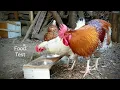 In Search of the Best Chicken Treat - Cornmeal vs Semolina
