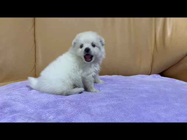動画