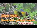 Download Lagu Suara Punai Siul, Mp3 Punai Bakou paling ampuh 💯% buat Pikat