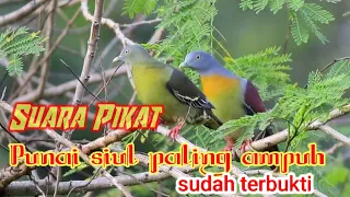 suara punai siul mp3 punai bakou paling ampuh buat pikat