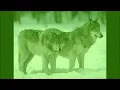 Руслан Добрый и Tural Everest Волки мы  ночных лесах / Ruslan Dobriy Tural Everest Volki