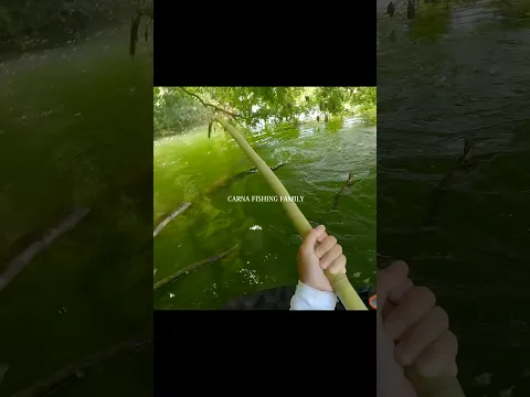 FISHING with Just a BAMBOO for BIG CATFISH on TOPWATER ! #fishing #fish #silure